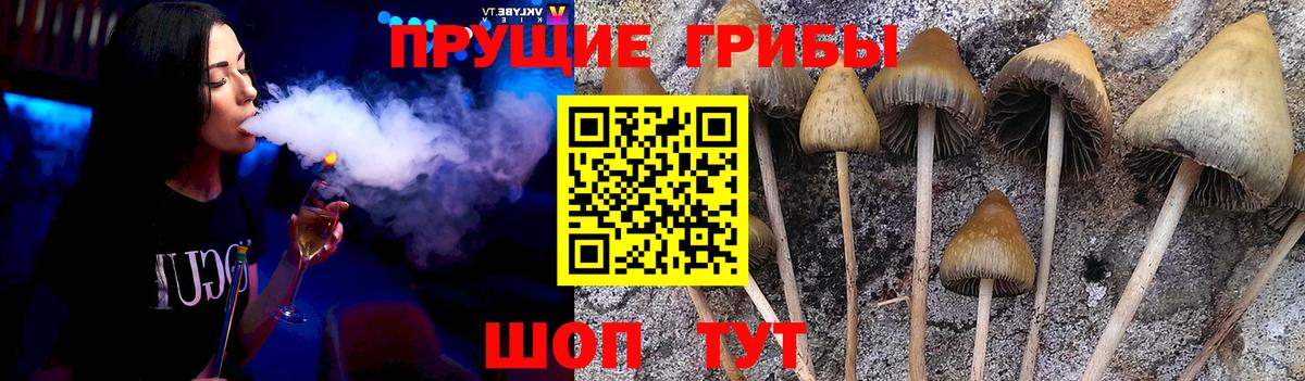 Псилоцибиновые грибы GOLDEN TEACHER Петрозаводск